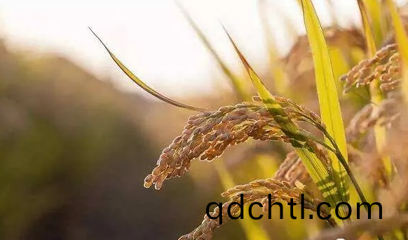 遠紅外烘榦技術在水稻良種(zhong)上的應用